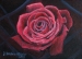fot. Róża 18x24 -1